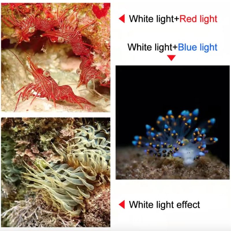 D10 Super jasná potápěčská svítilna | Robustní 100m podvodní fotografické COB světlo | IPX8 vodotěsné světlo